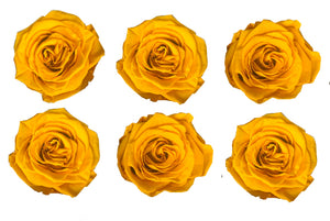 yellow roses
