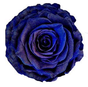 Jumbo rose: Royal Blue Pearl Jumbo