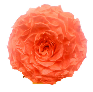Jumbo rose: Orange Pearl Jumbo Rose