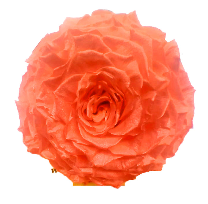 Jumbo rose: Orange Pearl Jumbo Rose