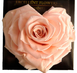 Heart rose: Peach Heart Shape Jumbo