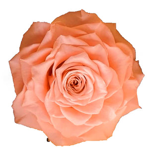Jumbo rose: Peach Jumbo Rose
