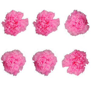 Carnations: Pink Preserved Carnation * Box of 6 Preserved Carnation Heads