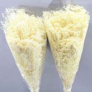 Stuff: Preserved white brooms  