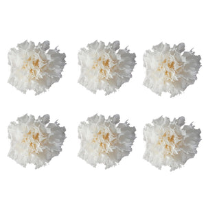 carnations