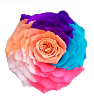 Jumbo rose: Rainbow 001 Jumbo Rose