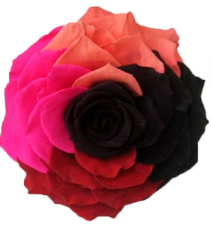 Jumbo rose: Tricolor  Jumbo Rainbow 004