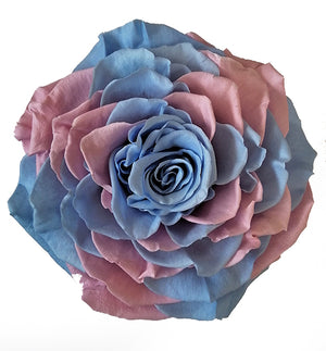 Jumbo rose: Rainbow 007 Jumbo Rose