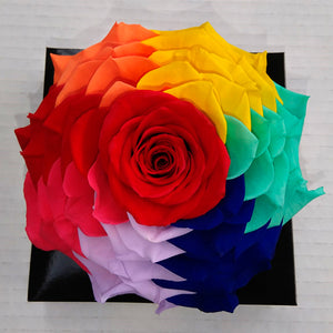 Jumbo rose: Rainbow 002 Jumbo Rose