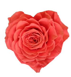 Heart rose: Salmon Heart Shape Jumbo