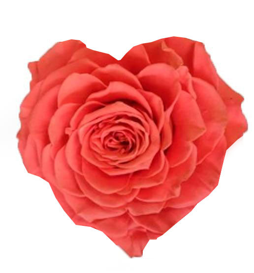 Heart rose: Salmon Heart Shape Jumbo