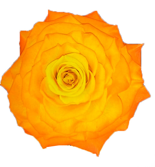 Jumbo rose: Sunset Tricolor Jumbo