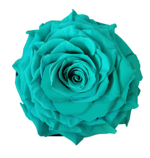 Jumbo rose: Tiffany Jumbo