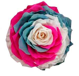 Jumbo rose: Tricolor Jumbo 010