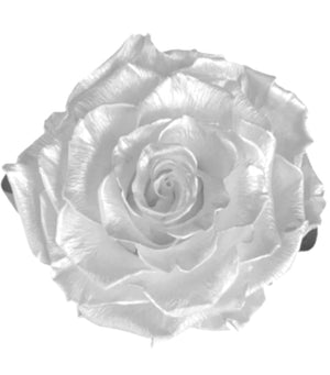 Jumbo rose: White Pearl Jumbo Rose
