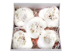Peonies: Pure White Preserved Peonies * Box of 10 Preserved Peonie Heads
