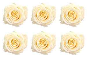 Medium: White Chocolate Preserved Rose * Box of 6 Preserved Rose Heads
