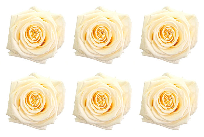 Medium: White Chocolate Preserved Rose * Box of 6 Preserved Rose Heads