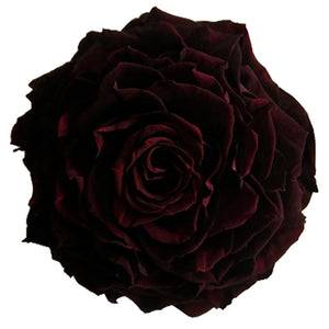 Jumbo rose: Wine Jumbo