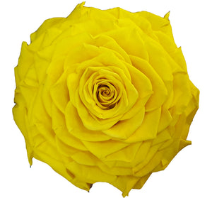 Jumbo rose: Sun Yellow Jumbo